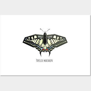 Papilio machaon swallowtail butterfly Posters and Art